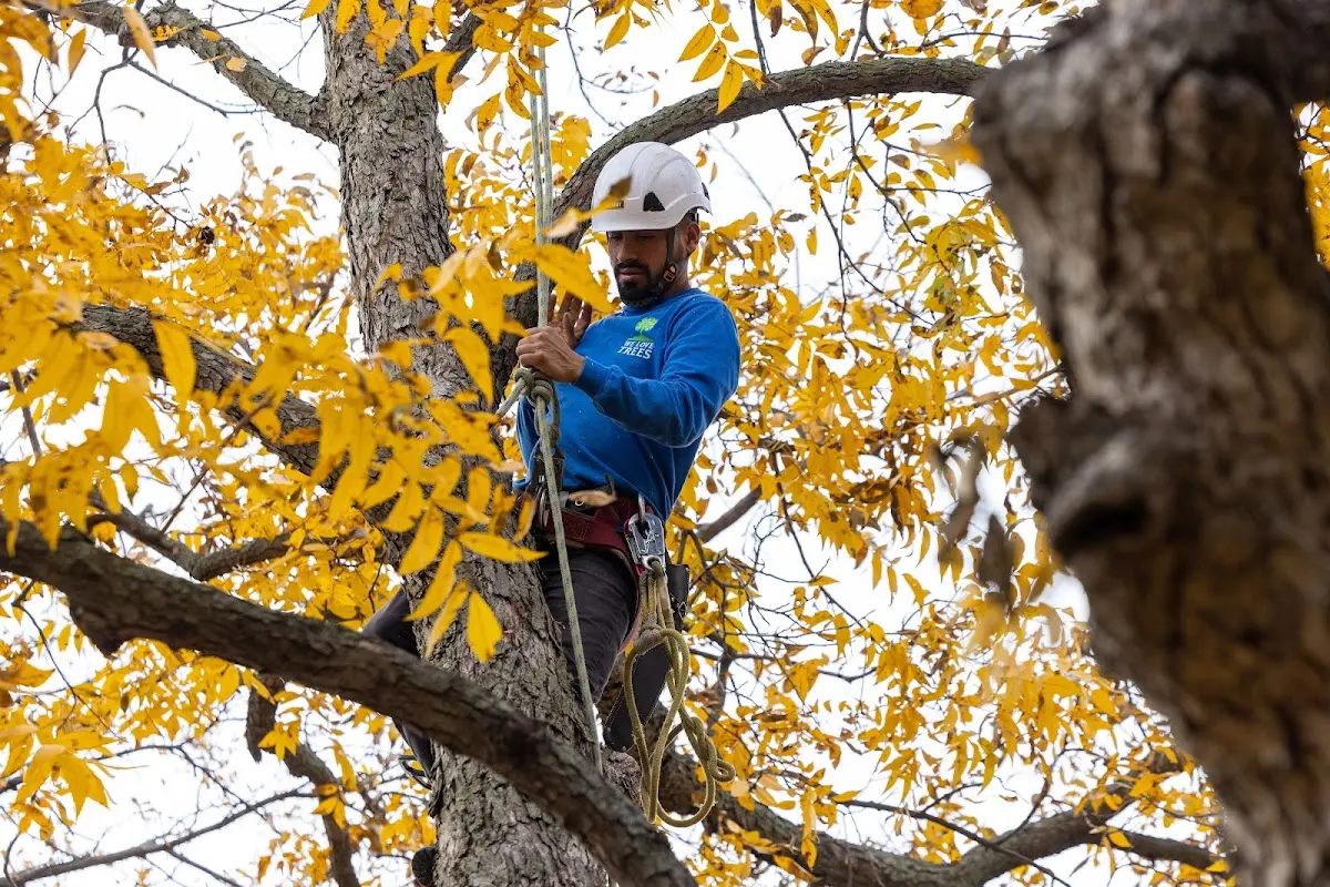 Skilled Emergency Tree Service crew working in Amity