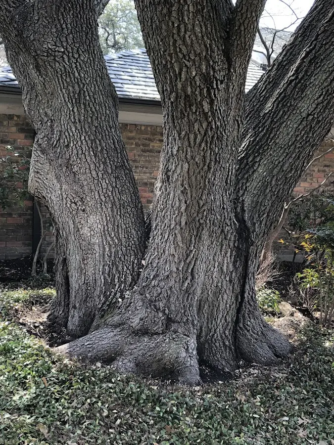 Mature heritage tree close to a Amity property cared for by certified arborists